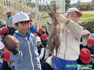 サツマイモほり (13)