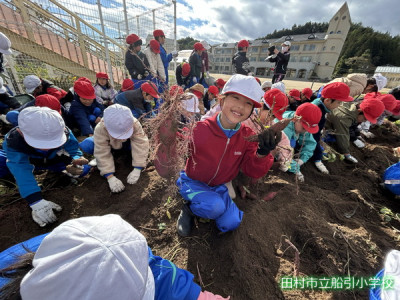 サツマイモほり (26)