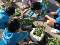 文化部の植物育成