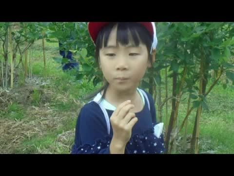 ブルーベリー収穫体験　１～３年